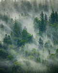 Forest Mystery Bundle