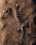 Prehistoric Mystery Bundle